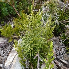 Pseudolycopodium densum at Snowball, NSW - suppressed