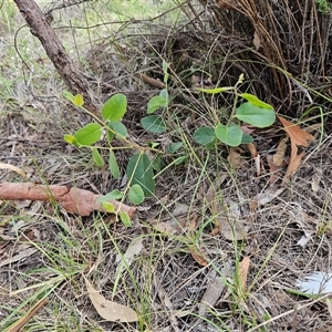 Eucalyptus macrorhyncha at Whitlam, ACT - 13 Feb 2025 11:19 AM