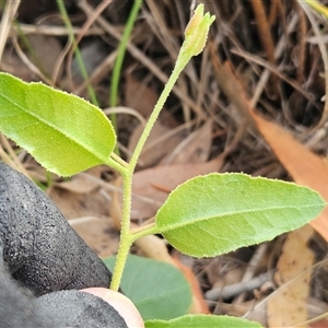 Eucalyptus macrorhyncha at Whitlam, ACT - 13 Feb 2025 11:19 AM