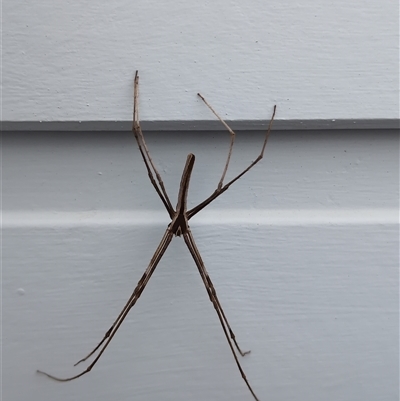 Asianopis subrufa (Rufous net-casting spider) at Ulladulla, NSW - Today by jamattymoo