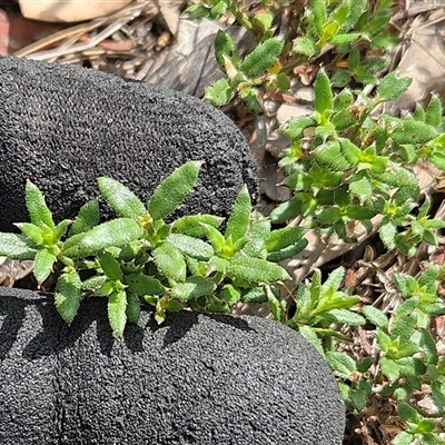 Gonocarpus tetragynus (Common Raspwort) at Whitlam, ACT - 13 Feb 2025 by sangio7