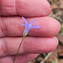 Wahlenbergia capillaris (Tufted Bluebell) at Whitlam, ACT - 13 Feb 2025 by sangio7