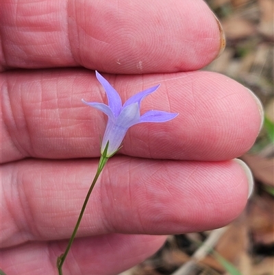 Wahlenbergia luteola at Whitlam, ACT - 13 Feb 2025 by sangio7