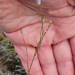 Wahlenbergia capillaris at Whitlam, ACT - 13 Feb 2025 12:46 PM