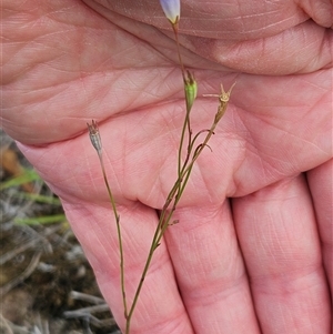 Wahlenbergia capillaris at Whitlam, ACT - 13 Feb 2025 12:46 PM