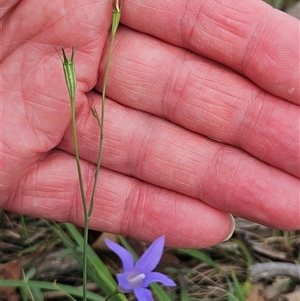 Wahlenbergia capillaris at Whitlam, ACT - 13 Feb 2025 12:46 PM