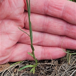 Wahlenbergia capillaris at Whitlam, ACT - 13 Feb 2025 12:46 PM