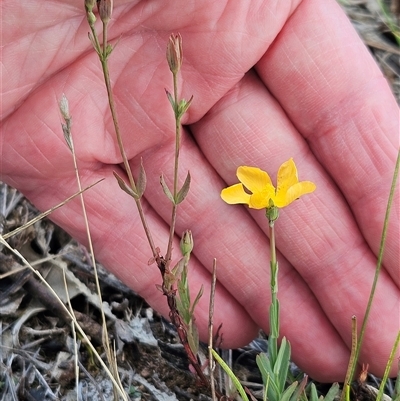 Hypericum gramineum (Small St Johns Wort) at Whitlam, ACT - 13 Feb 2025 by sangio7