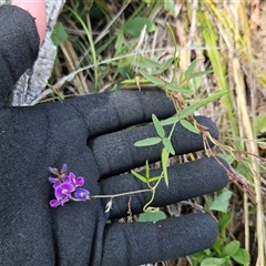 Glycine tabacina (Variable Glycine) at Whitlam, ACT - 13 Feb 2025 by sangio7