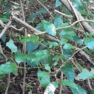 Gynochthodes jasminoides at Pappinbarra, NSW - 14 Feb 2025 02:24 PM