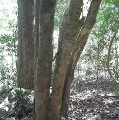 Scolopia braunii (Flintwood) at Pappinbarra, NSW - 8 Feb 2025 by jonvanbeest