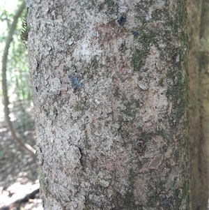 Scolopia braunii at Pappinbarra, NSW - 8 Feb 2025 11:25 AM