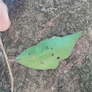Scolopia braunii at Pappinbarra, NSW - 8 Feb 2025 11:25 AM