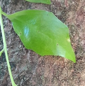 Scolopia braunii at Pappinbarra, NSW - 8 Feb 2025 11:25 AM
