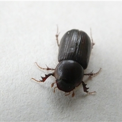 Acrossidius tasmaniae (Black-headed pasture cockchafer) at Belconnen, ACT - 14 Feb 2025 by JohnGiacon