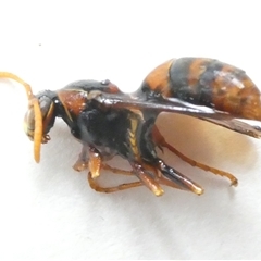 Polistes sp. (genus) (Unidentified paper wasp) at Belconnen, ACT - 14 Feb 2025 by JohnGiacon