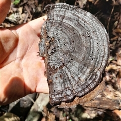 Unidentified Fungus at Pappinbarra, NSW - 14 Feb 2025 by jonvanbeest