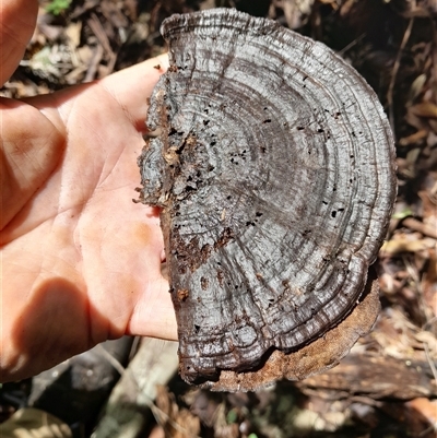 Unidentified Fungus at Pappinbarra, NSW - 14 Feb 2025 by jonvanbeest