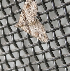 Phrissogonus laticostata (Apple looper moth) at Belconnen, ACT - 13 Feb 2025 by JohnGiacon