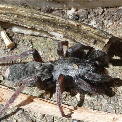 Lamponidae (family) (White-tailed spiders) at Belconnen, ACT - 12 Feb 2025 by JohnGiacon