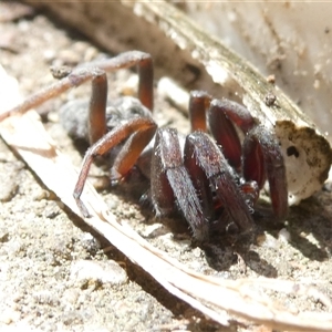 Lamponidae (family) at Belconnen, ACT - 12 Feb 2025 09:58 AM