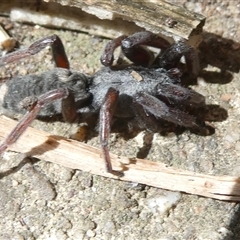 Lamponidae (family) at Belconnen, ACT - 12 Feb 2025 09:58 AM