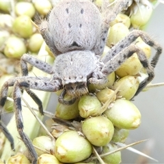 Isopedella pessleri (A huntsman spider) at Belconnen, ACT - 6 Feb 2025 by JohnGiacon