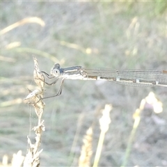 Austrolestes leda (Wandering Ringtail) at Belconnen, ACT - 4 Feb 2025 by JohnGiacon