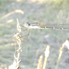 Austrolestes leda at Belconnen, ACT - 4 Feb 2025 06:05 PM