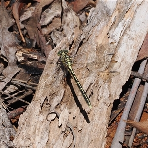 Austrogomphus guerini (Yellow-striped Hunter) at Cotter River, ACT - 12 Feb 2025 by RAllen