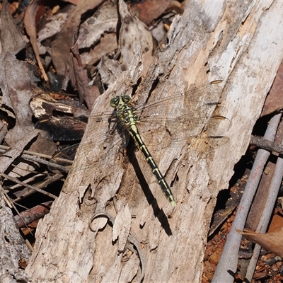 Austrogomphus guerini (Yellow-striped Hunter) at Cotter River, ACT - 12 Feb 2025 by RAllen