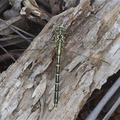 Austrogomphus guerini at Cotter River, ACT - 12 Feb 2025 11:45 AM