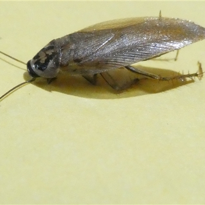 Robshelfordia circumducta (Shelford's Variable Cockroach) at Belconnen, ACT - 2 Feb 2025 by JohnGiacon