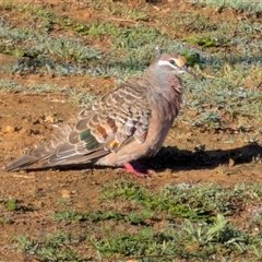 Phaps chalcoptera (Common Bronzewing) at Majura, ACT - 15 Feb 2025 by sbittinger