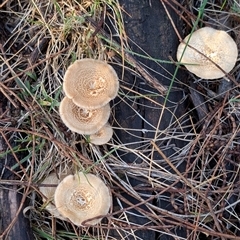 Lentinus arcularius (Fringed Polypore) at Watson, ACT - 15 Feb 2025 by sbittinger