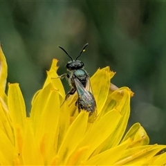 Lasioglossum (Chilalictus) lanarium at Franklin, ACT - 14 Feb 2025 by chriselidie