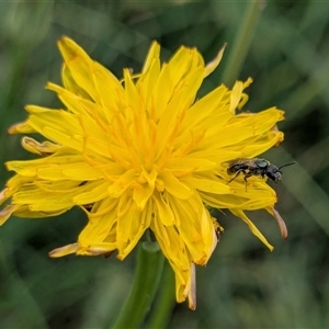 Lasioglossum (Homalictus) urbanum at Franklin, ACT - 14 Feb 2025 01:34 PM