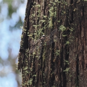 Austroaeschna sp. (genus) at suppressed - suppressed