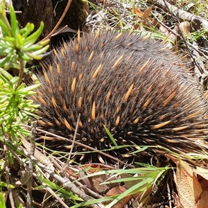 Tachyglossus aculeatus (Short-beaked Echidna) at Penrose, NSW - 15 Feb 2025 by Aussiegall