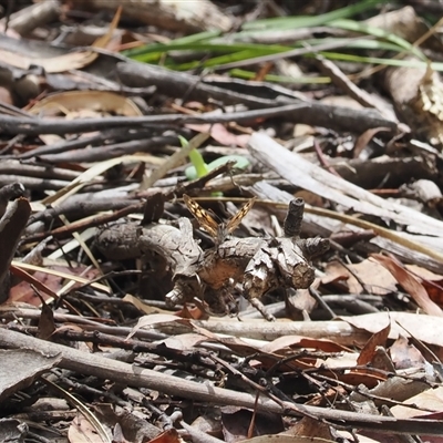 Geitoneura klugii (Marbled Xenica) at Cotter River, ACT - 12 Feb 2025 by RAllen