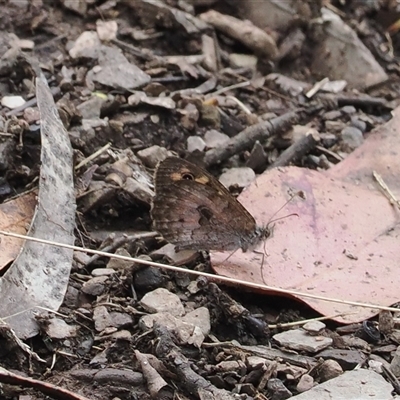 Geitoneura klugii (Marbled Xenica) at Cotter River, ACT - 12 Feb 2025 by RAllen