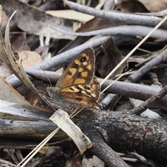 Geitoneura klugii at Cotter River, ACT - 12 Feb 2025 01:44 PM