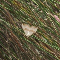 Chrysolarentia polyxantha (Yellow Carpet Moth) at Cotter River, ACT - 12 Feb 2025 by RAllen