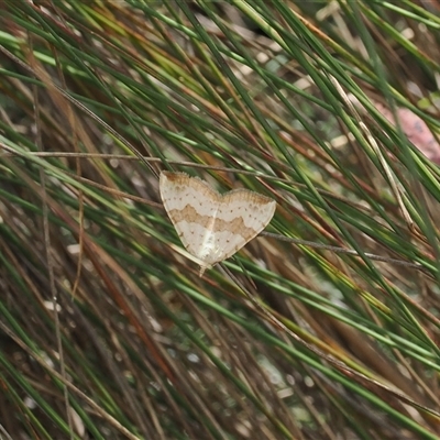 Chrysolarentia polyxantha (Yellow Carpet Moth) at Cotter River, ACT - 12 Feb 2025 by RAllen