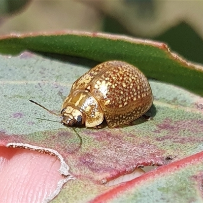 Paropsisterna cloelia (Eucalyptus variegated beetle) at Yass River, NSW - 15 Feb 2025 by SenexRugosus