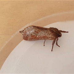 Elhamma australasiae (A Swift or Ghost moth (hepialidae)) at Yass River, NSW - Yesterday by SenexRugosus