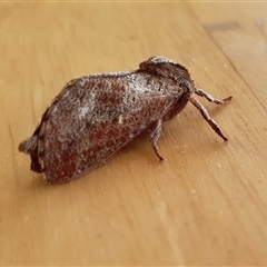 Elhamma australasiae at Yass River, NSW - Yesterday 11:35 AM