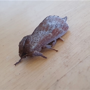 Elhamma australasiae at Yass River, NSW - Yesterday 11:35 AM