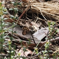 Geitoneura klugii (Marbled Xenica) at Cotter River, ACT - 12 Feb 2025 by RAllen