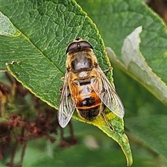 Eristalis tenax (Drone fly) at Braidwood, NSW - 15 Feb 2025 by MatthewFrawley